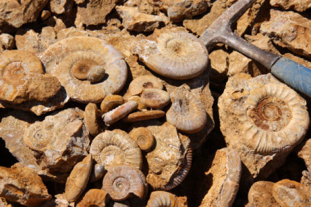 Ammoniten aus den Callovien Schichten (Mittlerer Jura), Westfrankreich, Foto: Gerhard Granzer